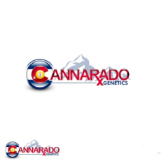 Cannarado Genetics Seeds Dubble Sundae