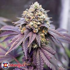 Cannarado Genetics Seeds Special Occasion