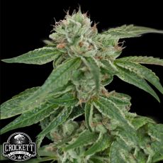 Crockett Family Farms Seeds Crocketts Confidential