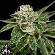 Crockett Family Farms Seeds Crocketts Dawg