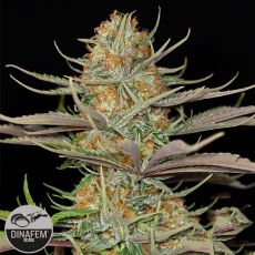 Dinafem Seeds Sweet Deep Grapefruit