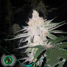 DarkHorse Genetics Seeds Double Lemon Pie