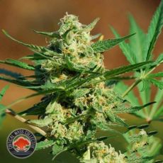 Critical Mass Collective AUTO Masszar