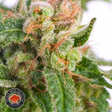 Critical Mass Collective AUTO Sour Melon Mass