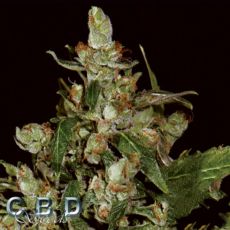 CBD Seeds AUTO Widow