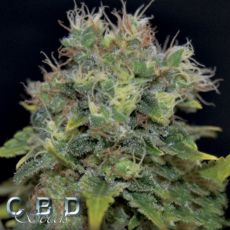 CBD Seeds AUTO Yumbolt