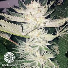 Bodhi Seeds Black Raspberry