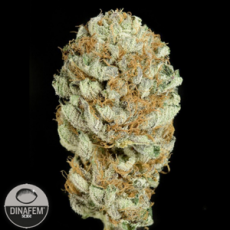 Dinafem Seeds Blue Kush