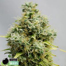 Bomb Seeds Big Bomb