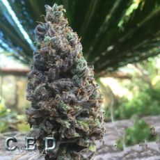 CBD Seeds CBD Amnesia