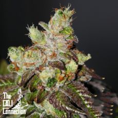 Cali Connection Seeds Island Punch