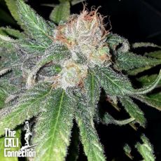 Cali Connection Seeds Purple Crack