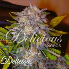 Delicious Seeds Caramelo