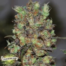 Cream of the Crop Seeds Purple Paralysis