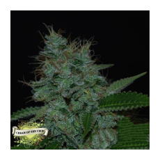 Cream of the Crop Seeds Narcotherapy AUTO
