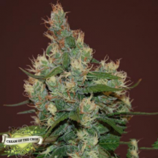Cream of the Crop Seeds Sour Turbo Diesel