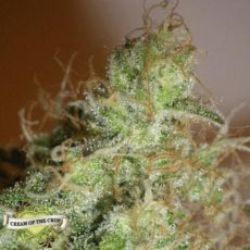 Cream of the Crop Seeds White Chronic