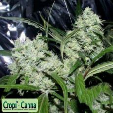 Cropi Canna Seeds Raspberry Mandarin