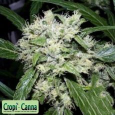Cropi Canna Seeds Red Grapefruit