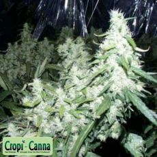 Cropi Canna Seeds Tropical Fruit