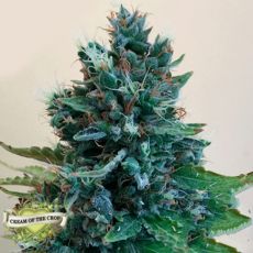 Cream of the Crop Seeds Cropolope