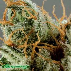 De Sjamaan Seeds Intense Skunk