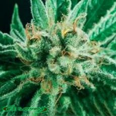 De Sjamaan Seeds Widow Skunk