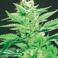 De Sjamaan Seeds Widow Warrior