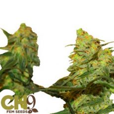 CH9 Seeds Dirty White Bud x Train Wreck