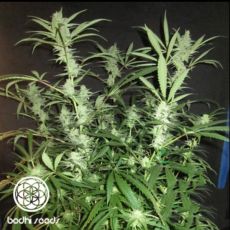 Bodhi Seeds Dragon Fruit