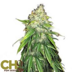 CH9 Seeds Early Skunk x Blue Lemon Thai