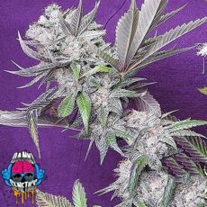 Dank Genetics Seeds East Coast Fire