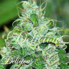 Delicious Seeds Fruity Chronic Juice