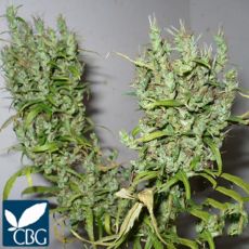 Cannabiogen Seeds Ghana