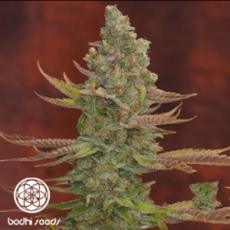 Bodhi Seeds Goji OG
