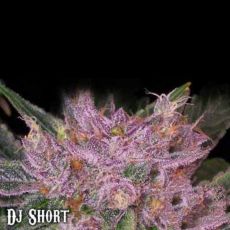 DJ Short Seeds Grape Krush