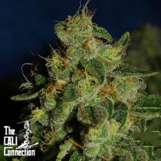 Cali Connection Seeds Green Crack