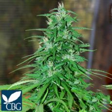 Cannabiogen Seeds Jarillo