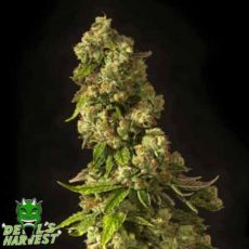 Devil's Harvest Seeds John Doe
