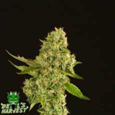 Devil's Harvest Seeds Kuchi