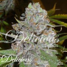 Delicious Seeds La Diva AUTOMATIC