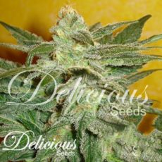 Delicious Seeds La Frutta Di Venus