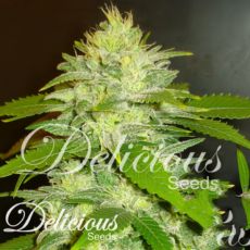 Delicious Seeds La Musa