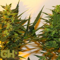 CH9 Seeds Luther Dogman x Train Wreck