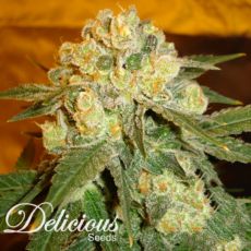 Delicious Seeds Marmalate