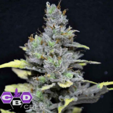CBD Crew Seeds Medi Haze
