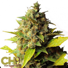 CH9 Seeds Female Mixed