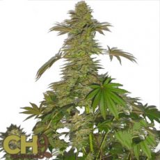 CH9 Seeds Green Bud