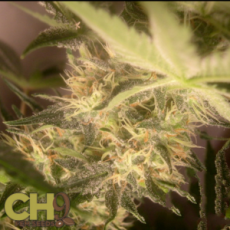 CH9 Seeds Hashplant