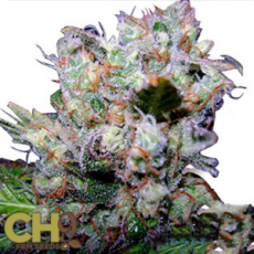 CH9 Seeds Humboldt